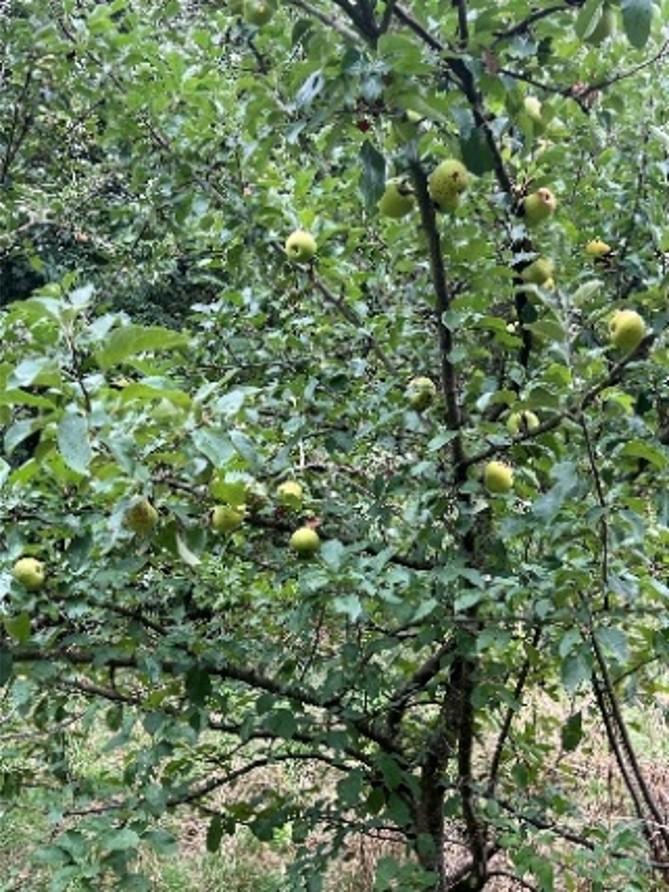 Bisalep4